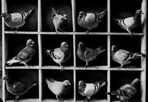 Photograph, Pigeons