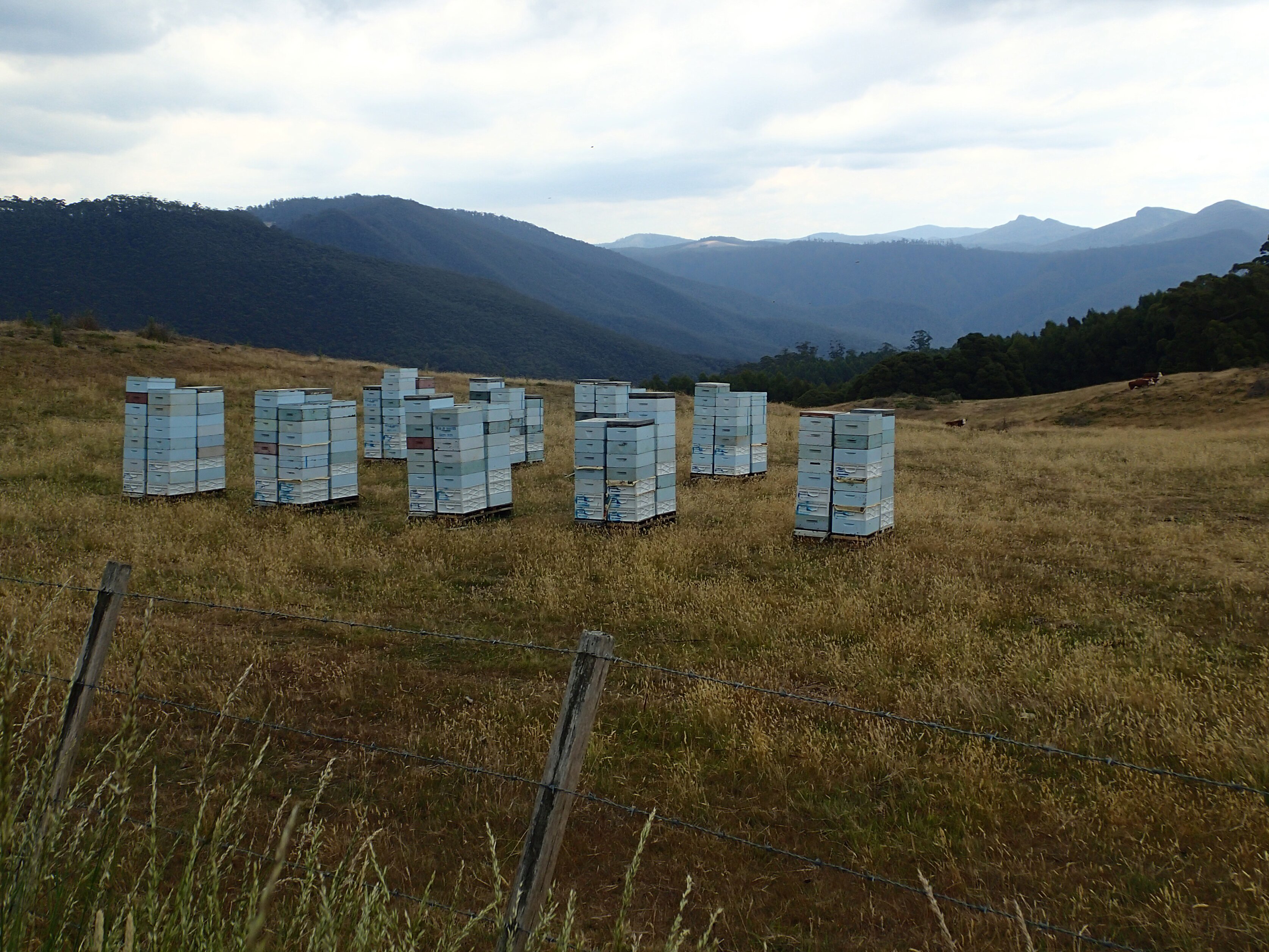 8_x_10_DAWN_MURRAY_1330_Beehives_in_the_landscape_South_Preston_Road